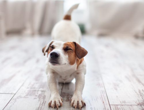 🐾❤️ HeartMath® für Mantrailing-Teams – Vorsprung durch Resilienz